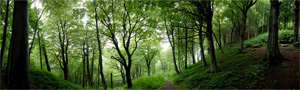 digital panoramic photograph of the woods behind Castell Coch, South Glamorgan, South Wales