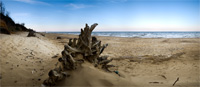 Digital panoramic landscape photograph of tree root Covehithe beach